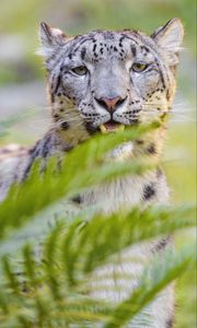 Preview wallpaper snow leopard, irbis, glance, animal, predator, wildlife