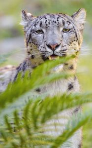 Preview wallpaper snow leopard, irbis, glance, animal, predator, wildlife