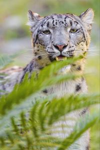 Preview wallpaper snow leopard, irbis, glance, animal, predator, wildlife