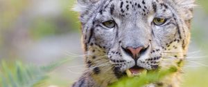 Preview wallpaper snow leopard, irbis, glance, animal, predator, wildlife