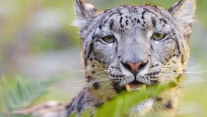 Preview wallpaper snow leopard, irbis, glance, animal, predator, wildlife