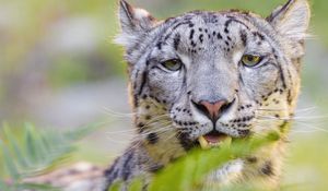 Preview wallpaper snow leopard, irbis, glance, animal, predator, wildlife