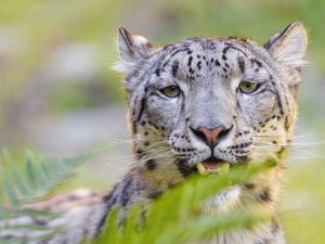 Preview wallpaper snow leopard, irbis, glance, animal, predator, wildlife