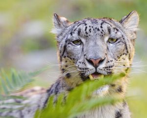 Preview wallpaper snow leopard, irbis, glance, animal, predator, wildlife