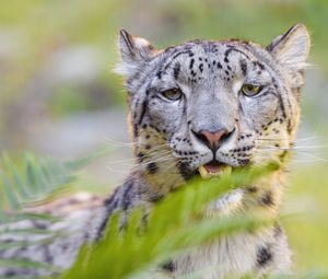 Preview wallpaper snow leopard, irbis, glance, animal, predator, wildlife