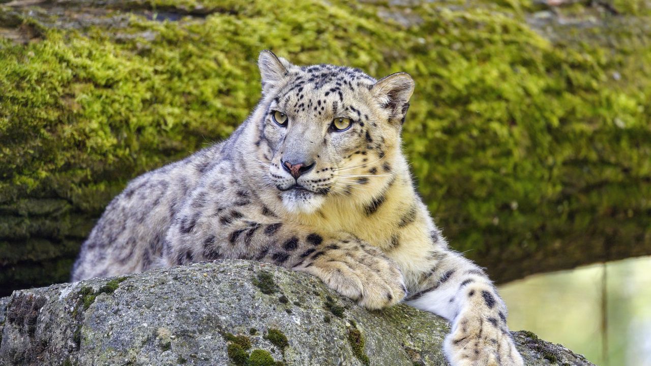 Wallpaper snow leopard, irbis, glance, predator, big cat hd, picture, image