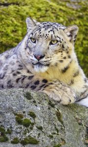 Preview wallpaper snow leopard, irbis, glance, predator, big cat