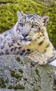 Preview wallpaper snow leopard, irbis, glance, predator, big cat