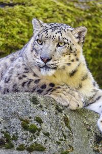 Preview wallpaper snow leopard, irbis, glance, predator, big cat