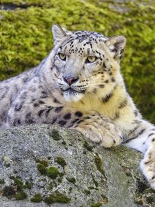 Preview wallpaper snow leopard, irbis, glance, predator, big cat