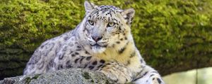 Preview wallpaper snow leopard, irbis, glance, predator, big cat