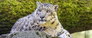 Preview wallpaper snow leopard, irbis, glance, predator, big cat