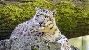 Preview wallpaper snow leopard, irbis, glance, predator, big cat