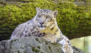 Preview wallpaper snow leopard, irbis, glance, predator, big cat