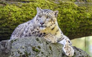 Preview wallpaper snow leopard, irbis, glance, predator, big cat