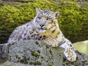 Preview wallpaper snow leopard, irbis, glance, predator, big cat