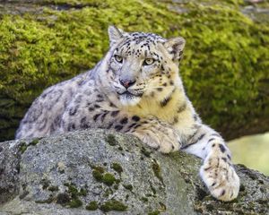 Preview wallpaper snow leopard, irbis, glance, predator, big cat