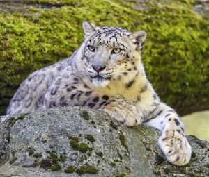 Preview wallpaper snow leopard, irbis, glance, predator, big cat