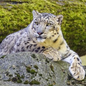 Preview wallpaper snow leopard, irbis, glance, predator, big cat