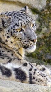 Preview wallpaper snow leopard, irbis, glance, animal, big cat