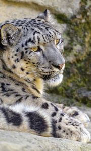 Preview wallpaper snow leopard, irbis, glance, animal, big cat