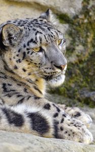 Preview wallpaper snow leopard, irbis, glance, animal, big cat