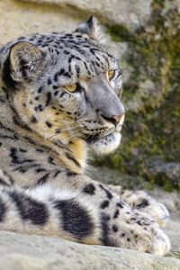 Preview wallpaper snow leopard, irbis, glance, animal, big cat