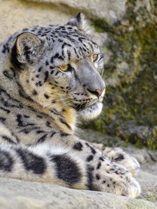 Preview wallpaper snow leopard, irbis, glance, animal, big cat