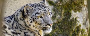 Preview wallpaper snow leopard, irbis, glance, animal, big cat