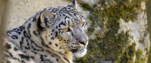 Preview wallpaper snow leopard, irbis, glance, animal, big cat