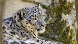 Preview wallpaper snow leopard, irbis, glance, animal, big cat