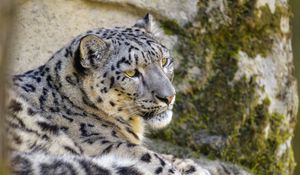 Preview wallpaper snow leopard, irbis, glance, animal, big cat