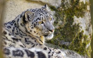 Preview wallpaper snow leopard, irbis, glance, animal, big cat