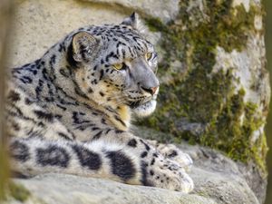 Preview wallpaper snow leopard, irbis, glance, animal, big cat