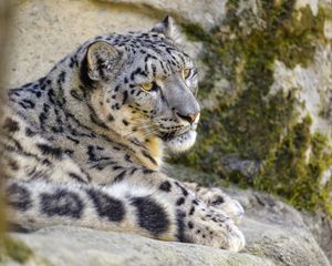 Preview wallpaper snow leopard, irbis, glance, animal, big cat