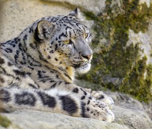 Preview wallpaper snow leopard, irbis, glance, animal, big cat