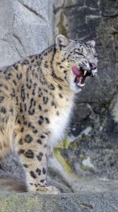 Preview wallpaper snow leopard, irbis, predator, tongue protruding, wildlife