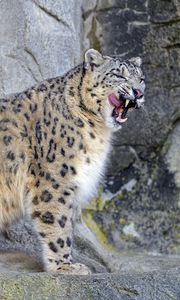 Preview wallpaper snow leopard, irbis, predator, tongue protruding, wildlife