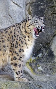 Preview wallpaper snow leopard, irbis, predator, tongue protruding, wildlife