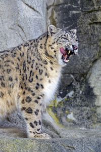 Preview wallpaper snow leopard, irbis, predator, tongue protruding, wildlife