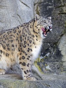 Preview wallpaper snow leopard, irbis, predator, tongue protruding, wildlife