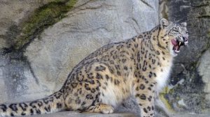 Preview wallpaper snow leopard, irbis, predator, tongue protruding, wildlife