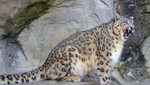 Preview wallpaper snow leopard, irbis, predator, tongue protruding, wildlife