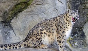 Preview wallpaper snow leopard, irbis, predator, tongue protruding, wildlife