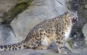 Preview wallpaper snow leopard, irbis, predator, tongue protruding, wildlife