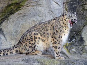 Preview wallpaper snow leopard, irbis, predator, tongue protruding, wildlife