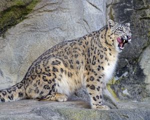 Preview wallpaper snow leopard, irbis, predator, tongue protruding, wildlife