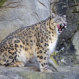 Preview wallpaper snow leopard, irbis, predator, tongue protruding, wildlife