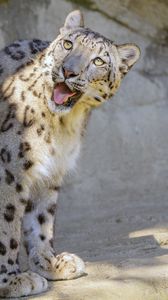 Preview wallpaper snow leopard, irbis, protruding tongue, big cat, funny