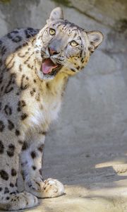 Preview wallpaper snow leopard, irbis, protruding tongue, big cat, funny